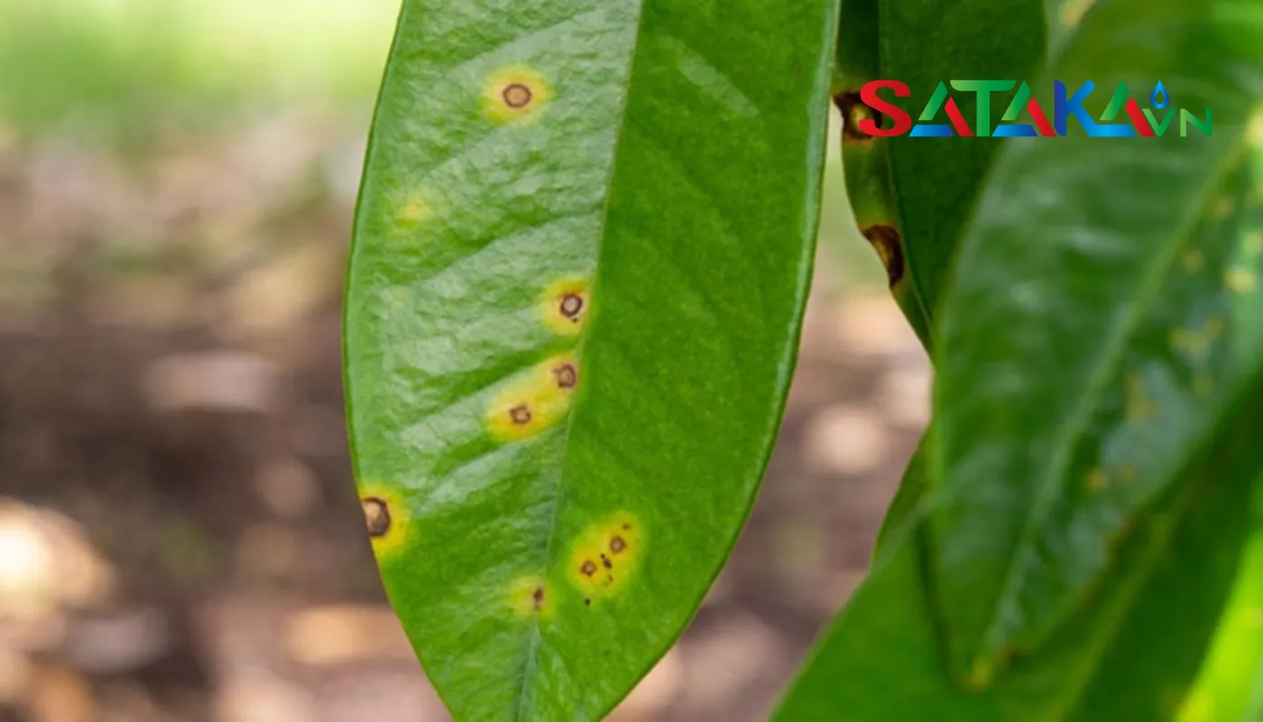 Common durian disease - Durian leaf spot disease