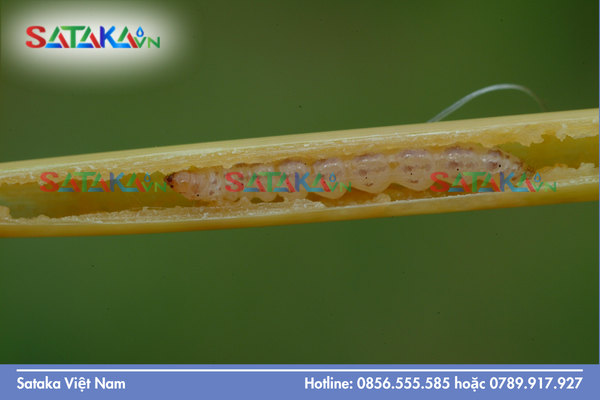 Chiến thuật tấn công đa điểm: Sự cộng hưởng của 3 nhóm IRAC