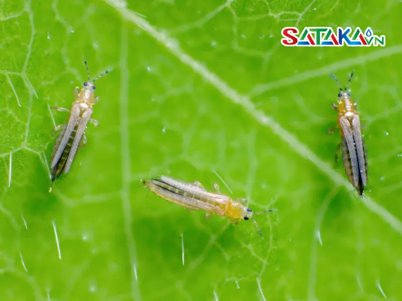 Prevent Cucumber Thrips Effectively, Safely and Quickly