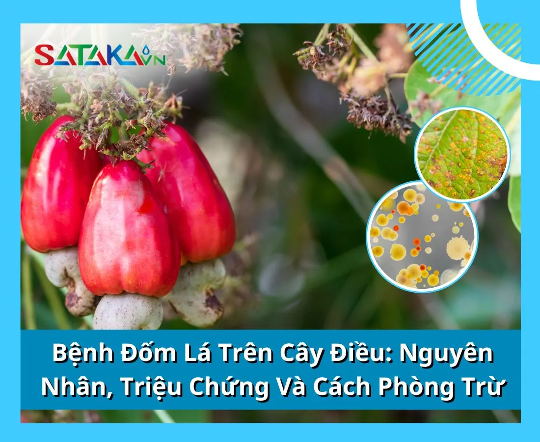 Bệnh Đốm Lá Trên Cây Điều: Nguyên Nhân, Triệu Chứng Và Cách Phòng Trừ