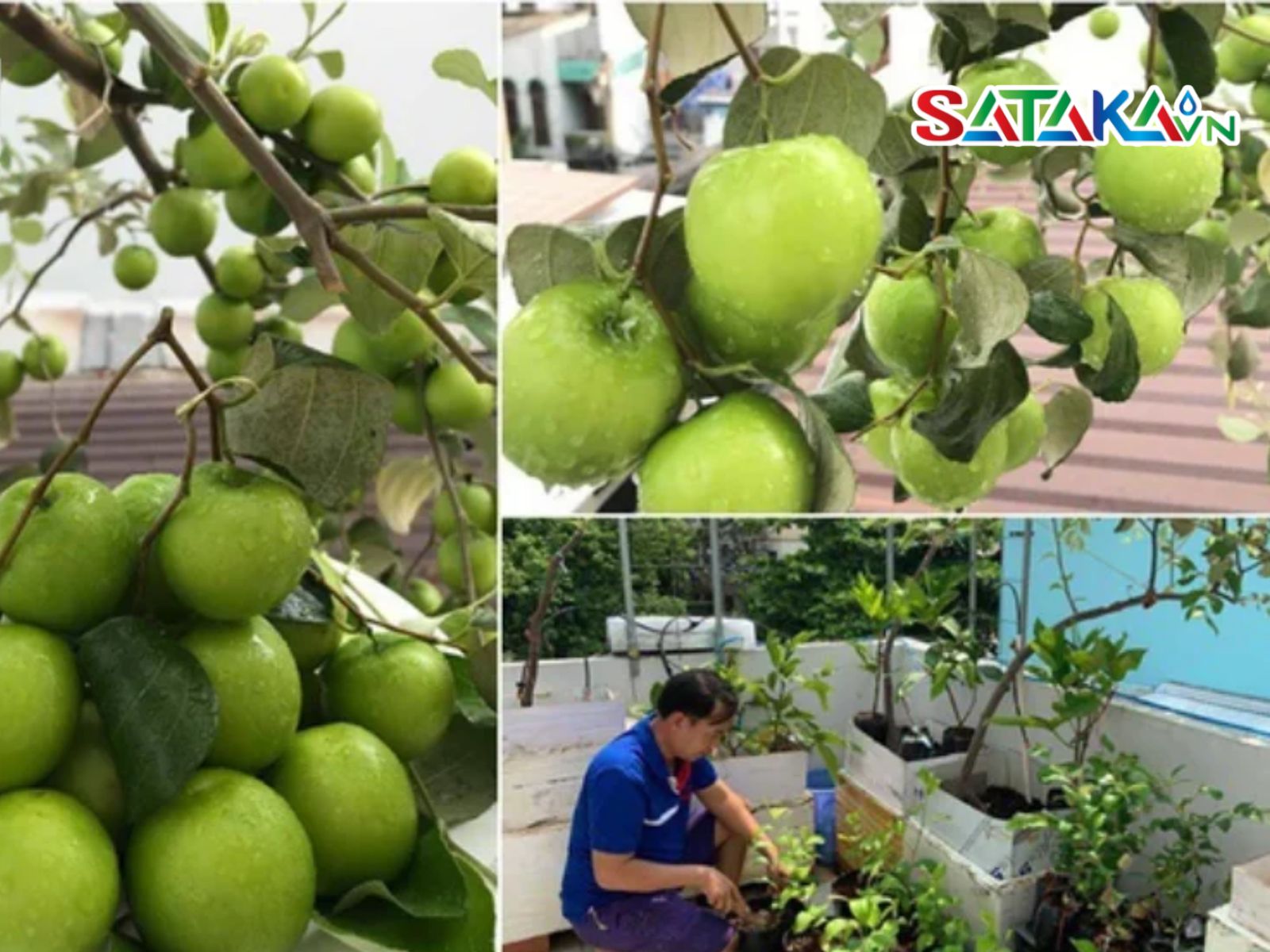 bệnh thán thư trên cây táo