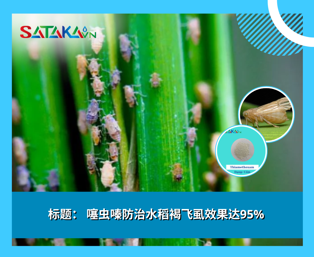 标题： 噻虫嗪防治水稻褐飞虱效果达95%