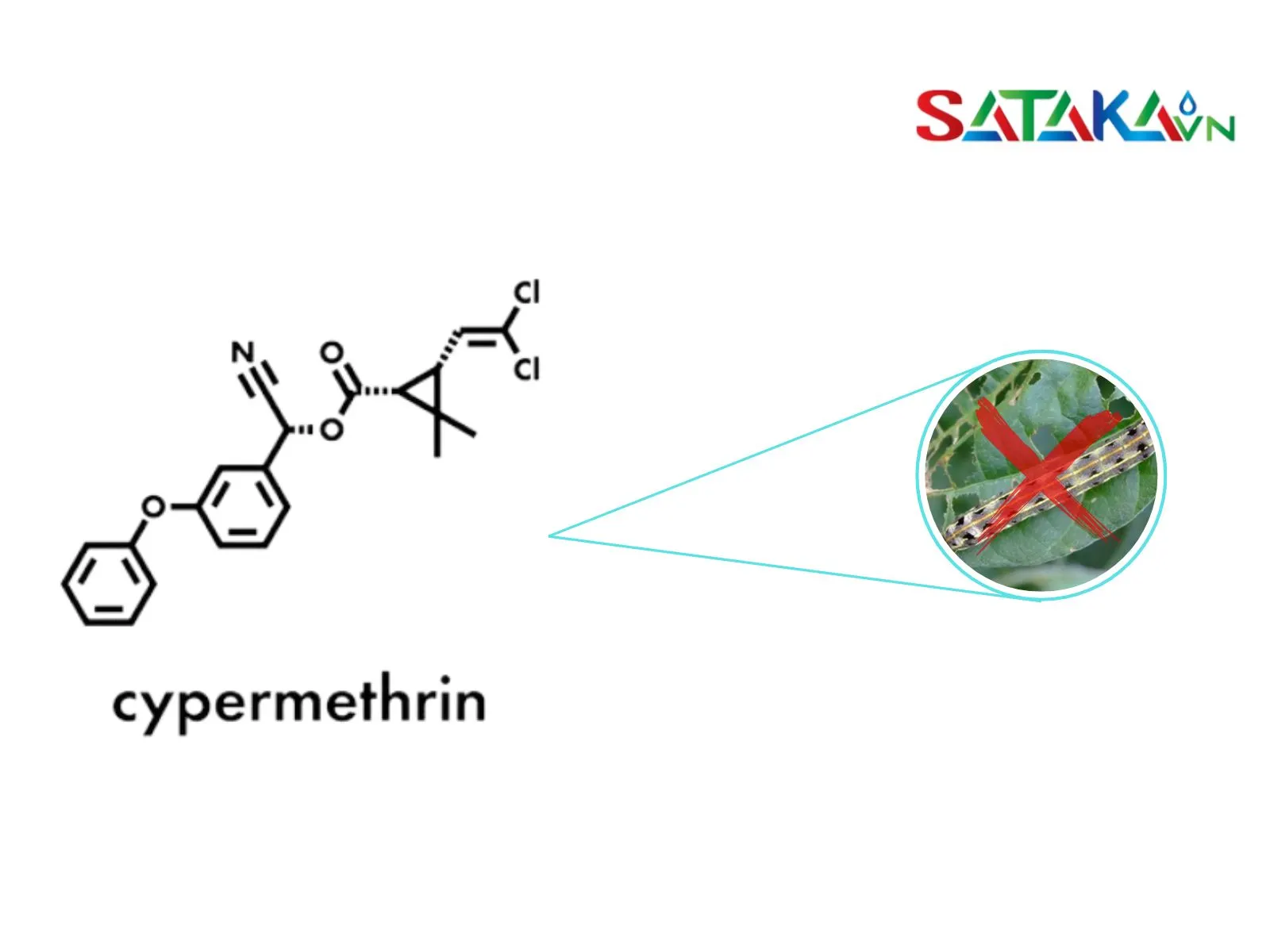 Cypermethrin ກຳຈັດແມງເສຍຫາຍ