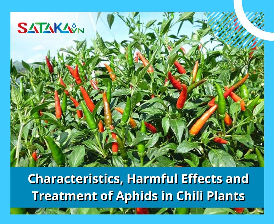 Characteristics, Harmful Effects and Simple and Effective Ways to Treat Aphids in Chili Plants