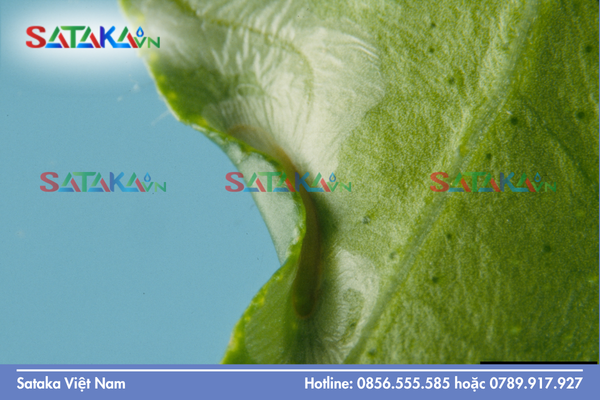 Bí quyết tăng hiệu lực xông hơi để diệt sâu ẩn nấp