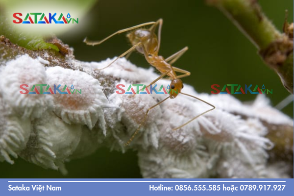 Tại sao vườn nhiều kiến lại dễ bùng phát rệp sáp?