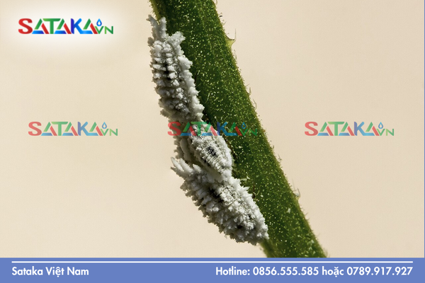 Rệp sáp là gì và cơ chế bảo vệ tự nhiên