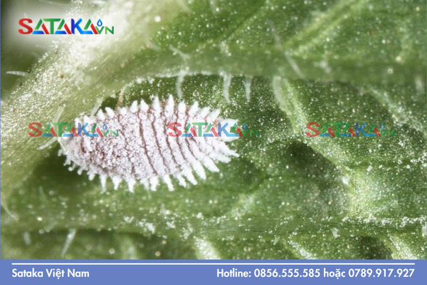 Câu hỏi thường gặp