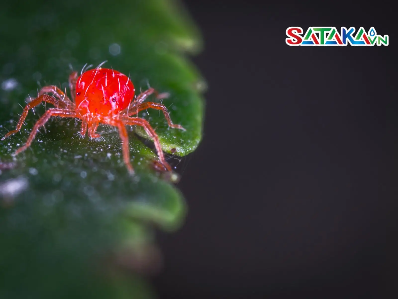 Characteristics of red spiders