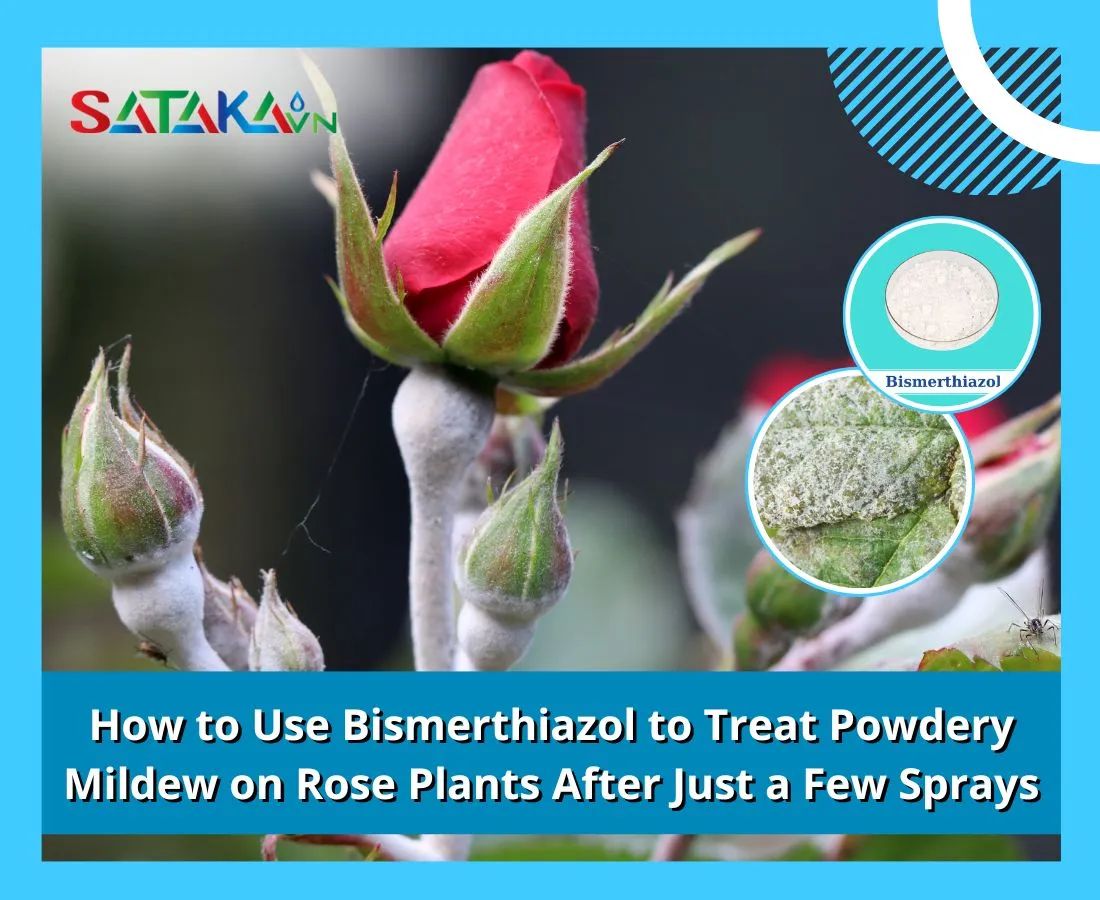 How to Use Bismerthiazol to Treat Powdery Mildew on Rose Plants After Just a Few Sprays
