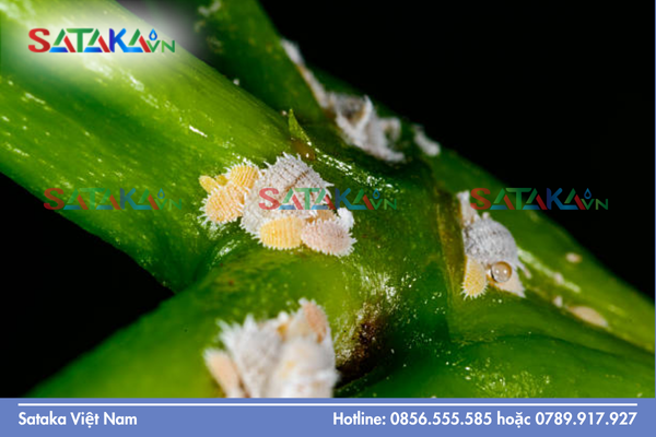 Câu hỏi thường gặp