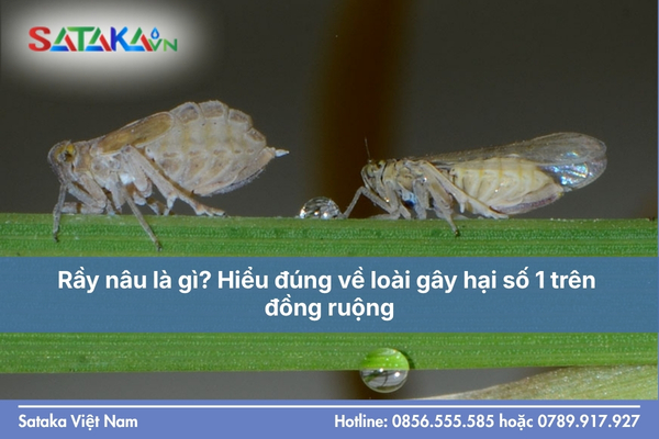 Rầy nâu là gì? Hiểu đúng về loài gây hại số 1 trên đồng ruộng