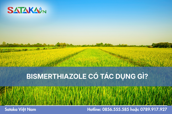 BISMERTHIAZOLE CÓ TÁC DỤNG GÌ?