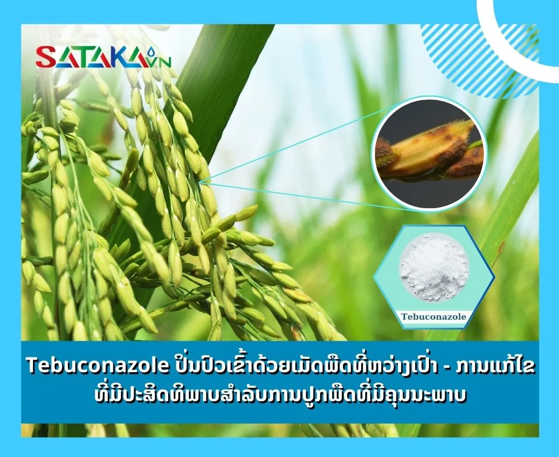 Tebuconazole ປິ່ນປົວເຂົ້າດ້ວຍເມັດພືດທີ່ຫວ່າງເປົ່າ - ການແກ້ໄຂທີ່ມີປະສິດທິພາບສໍາລັບການປູກພືດທີ່ມີຄຸນນະພາບ