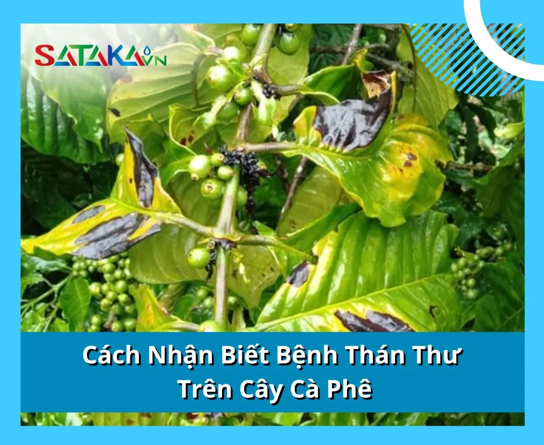 Cách Nhận Biết Bệnh Thán Thư Trên Cây Cà Phê