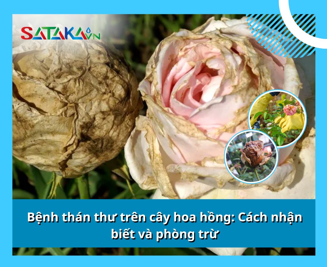 Bệnh thán thư trên cây hoa hồng: Cách nhận biết và phòng trừ