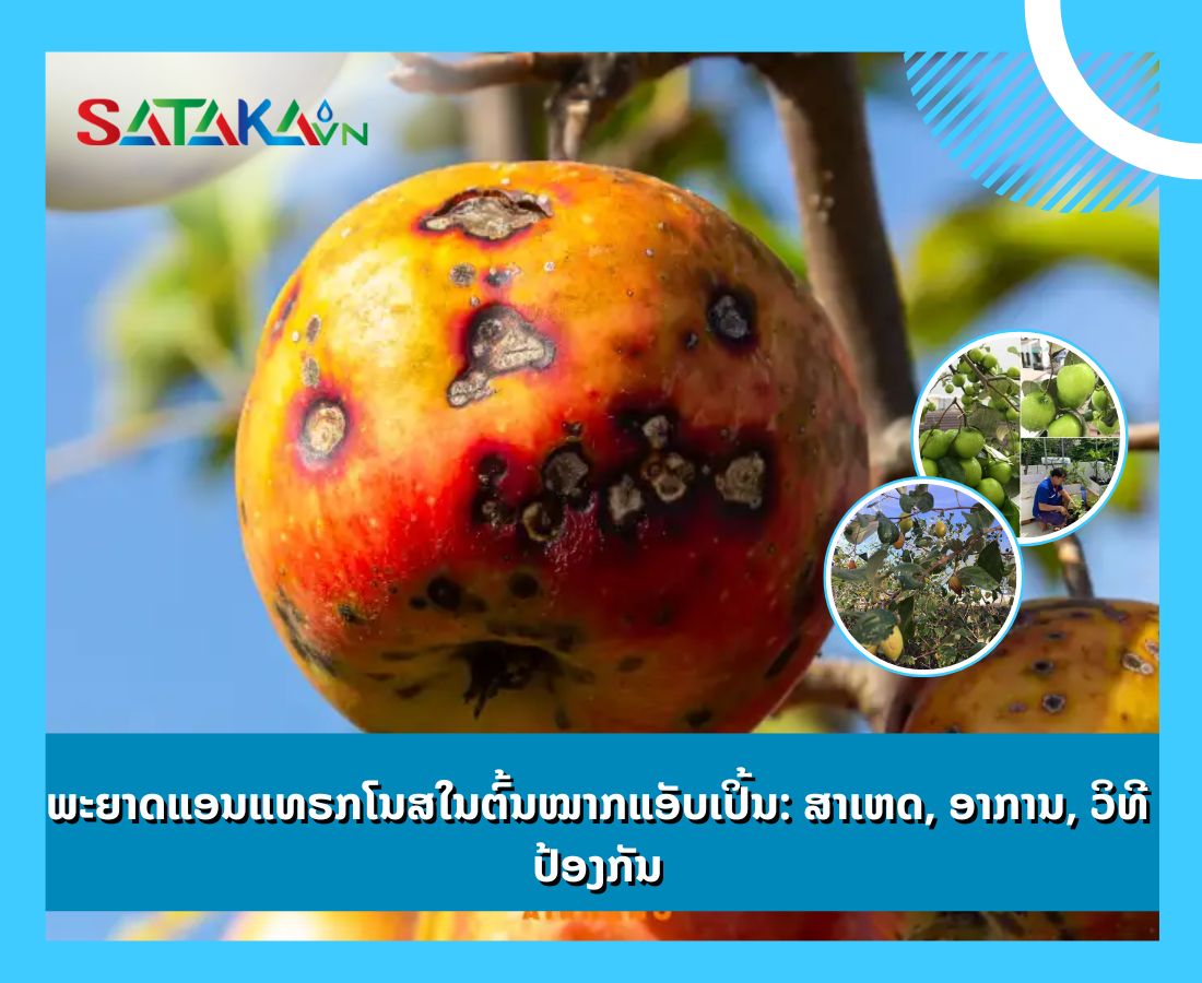 ພະຍາດແອນແທຣກໂນສໃນຕົ້ນໝາກແອັບເປິ້ນ: ສາເຫດ, ອາການ, ວິທີປ້ອງກັນ