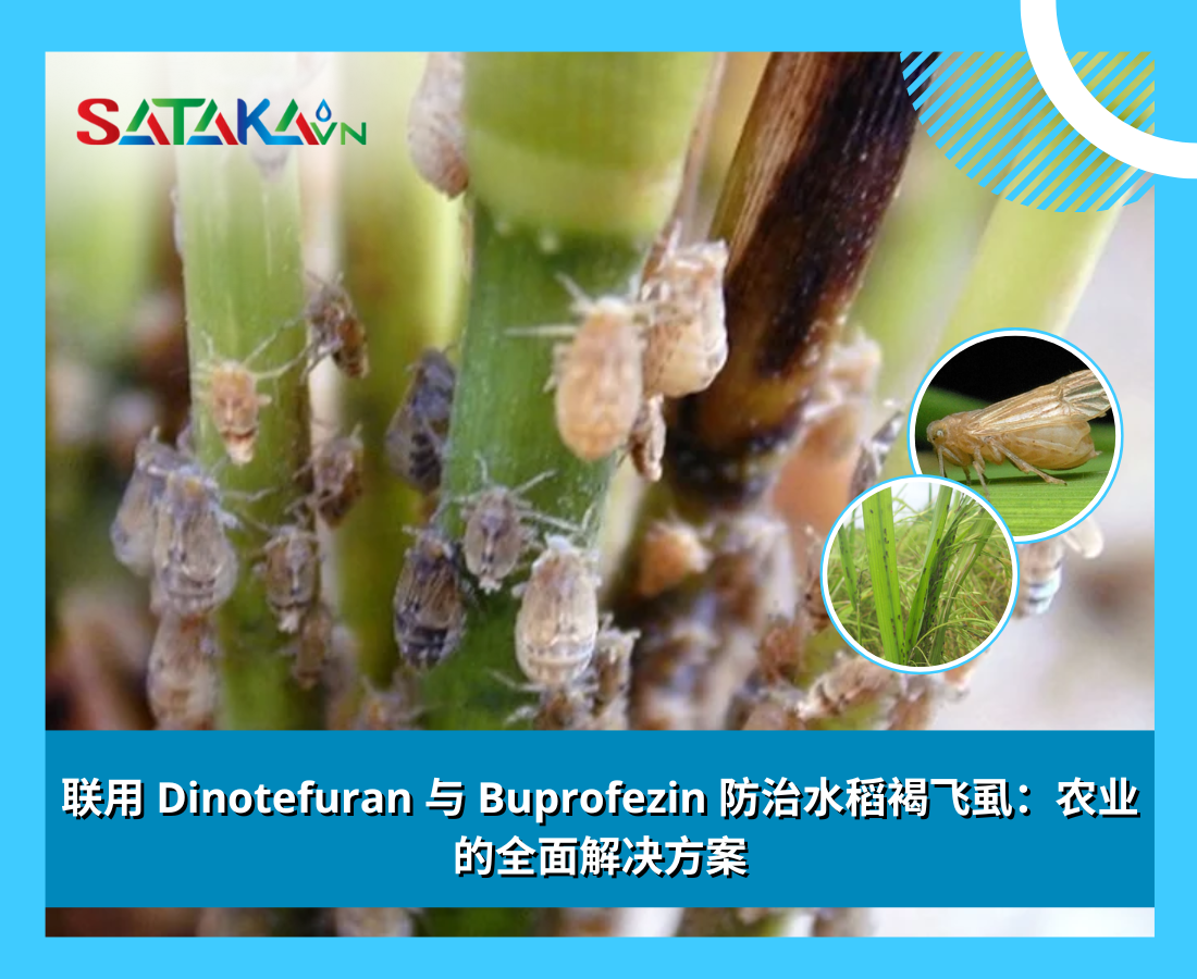 联用 Dinotefuran 与 Buprofezin 防治水稻褐飞虱：农业的全面解决方案
