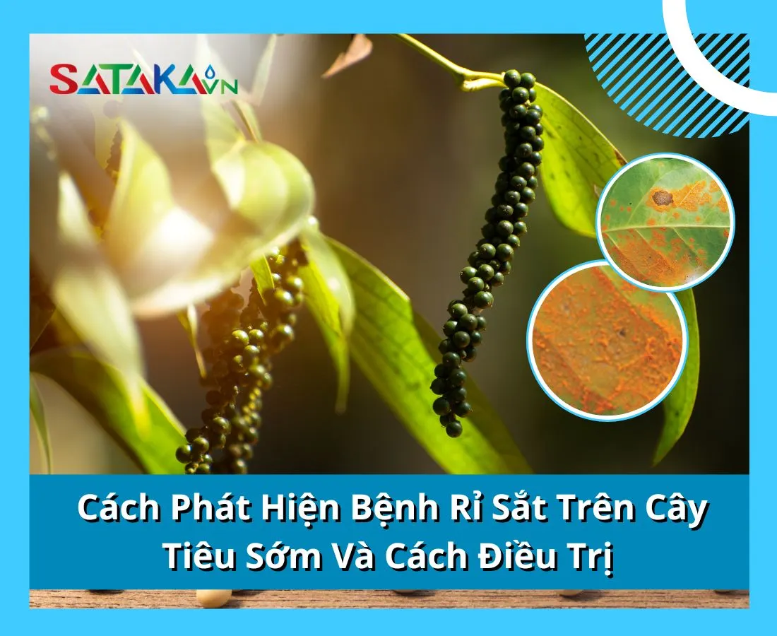 Cách Phát Hiện Bệnh Rỉ Sắt Trên Cây Tiêu Sớm Và Cách Điều Trị 