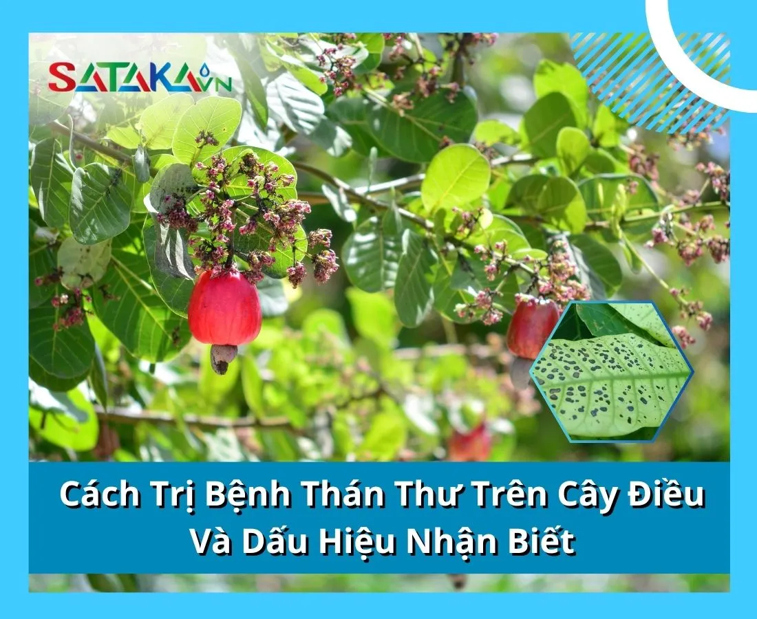 Cách Phòng Trị Bệnh Thán Thư Trên Cây Điều Và Dấu Hiệu Nhận Biết 