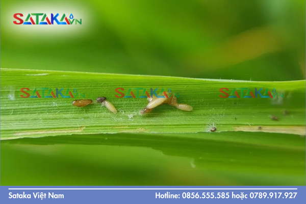 Giai đoạn 0 - 15 phút: Tê liệt thần kinh và hiệu ứng "khóa miệng"