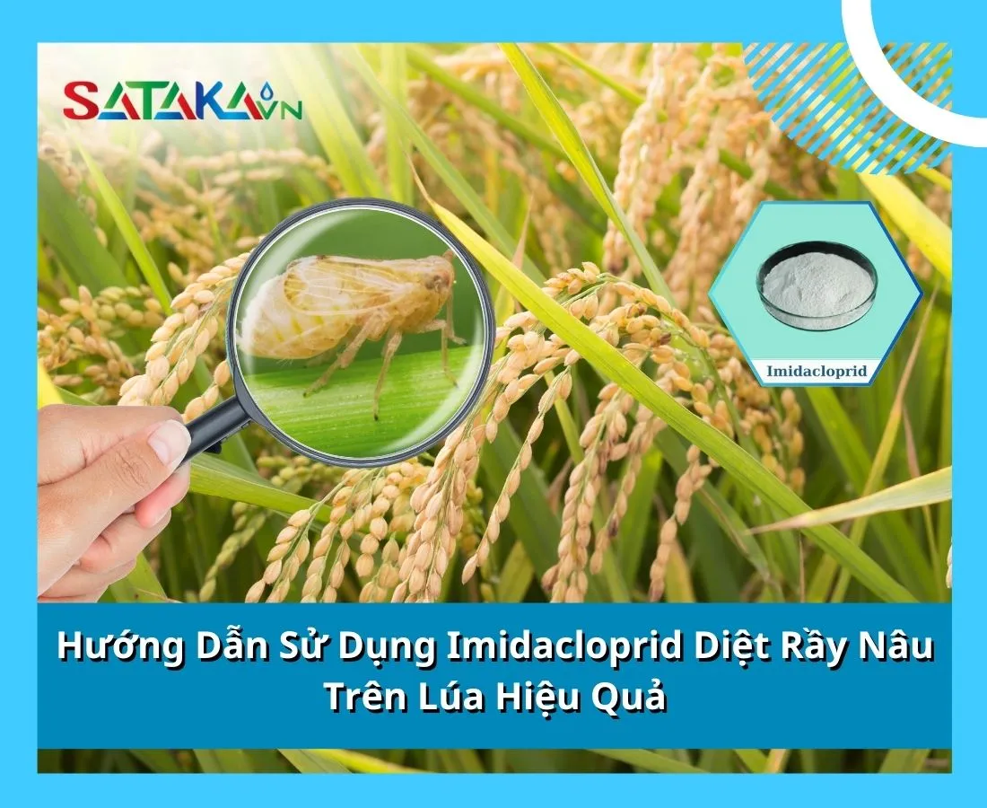 Hướng Dẫn Cách Sử Dụng Imidacloprid Diệt Rầy Nâu Trên Lúa Hiệu Quả