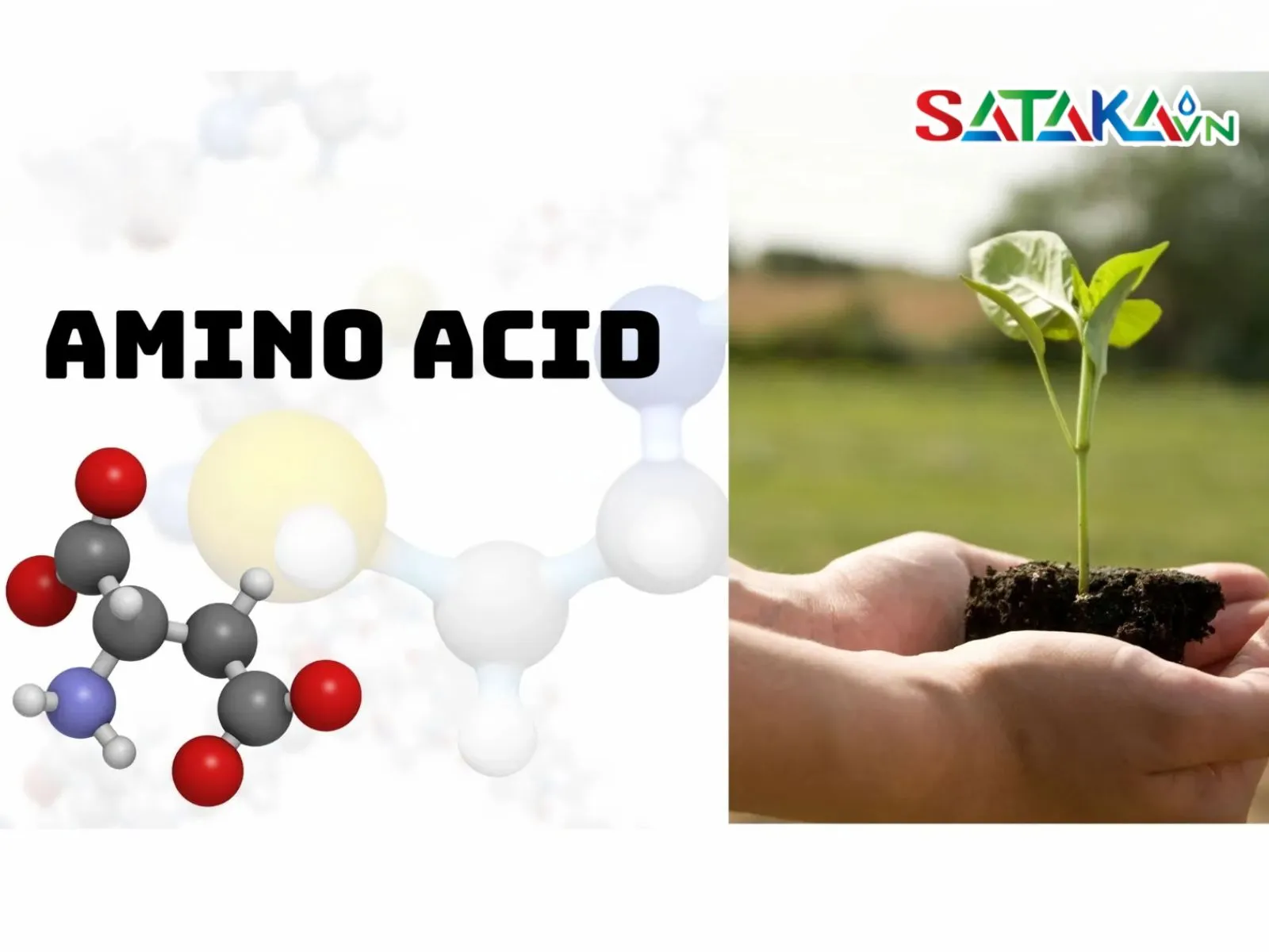 Amino Acid helps plants grow lush and green