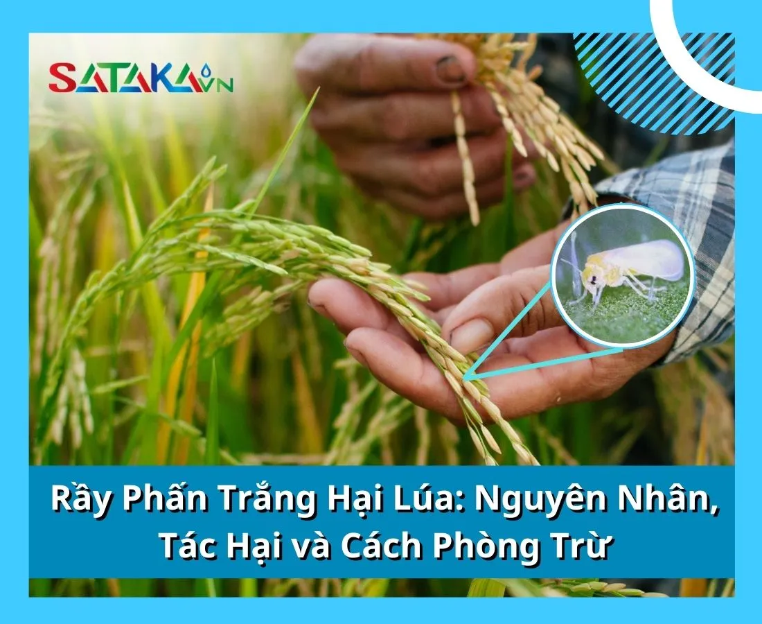 Rầy Phấn Trắng Hại Lúa: Nguyên Nhân, Tác Hại và Cách Phòng Trừ