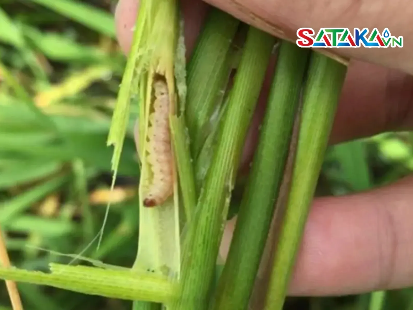 Abamectin ກຳຈັດແມງເຈາະລຳຕົ້ນເຂົ້າ - ເຄັດລັບປົກປ້ອງຜົນຜະລິດ