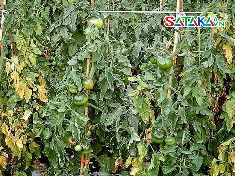 Tomato Leaves Affected by Bacterial Wilt