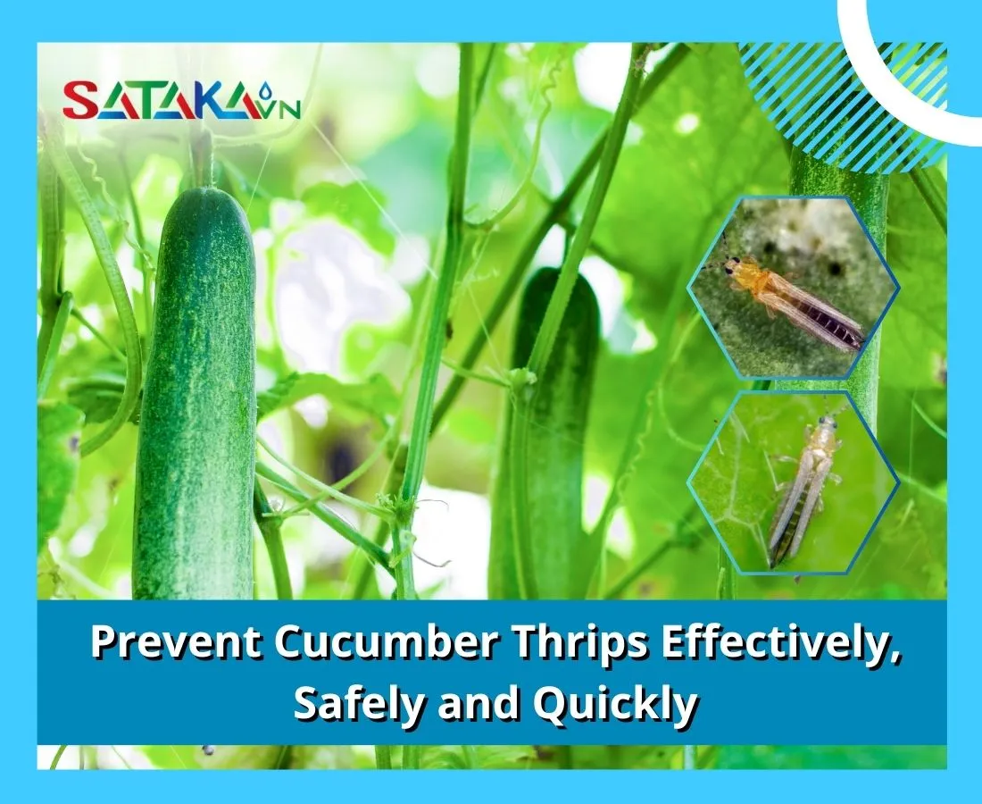 Prevent Cucumber Thrips Effectively, Safely and Quickly