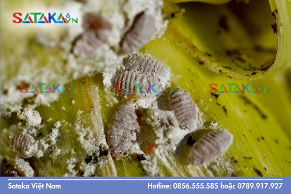  Câu hỏi thường gặp 