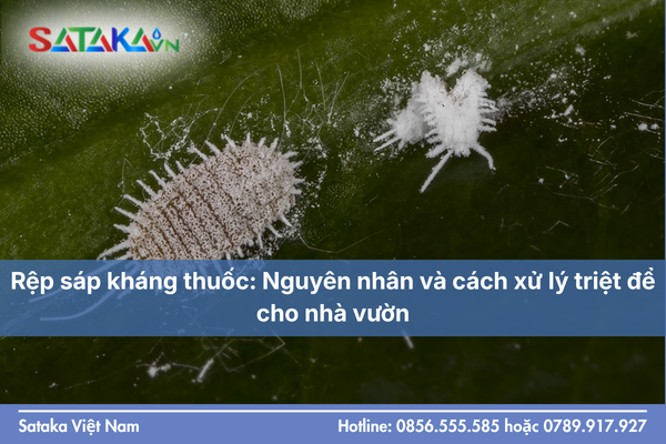 Rệp sáp kháng thuốc: Nguyên nhân và cách xử lý triệt để cho nhà vườn