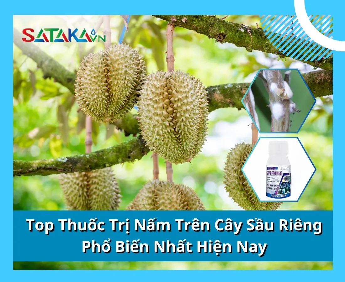 Top Thuốc Trị Nấm Trên Cây Sầu Riêng Phổ Biến Nhất Hiện Nay