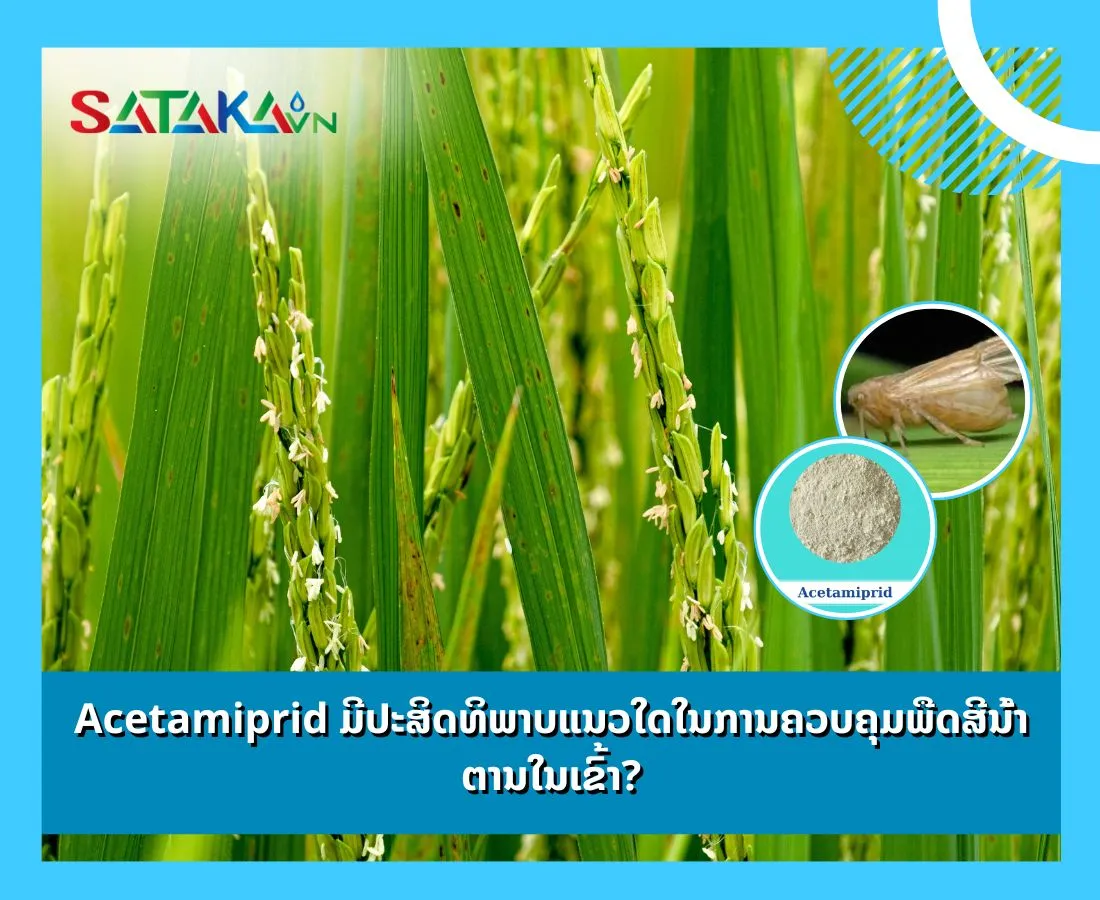 Acetamiprid ມີປະສິດທິພາບແນວໃດໃນການຄວບຄຸມພືດສີນ້ໍາຕານໃນເຂົ້າ?