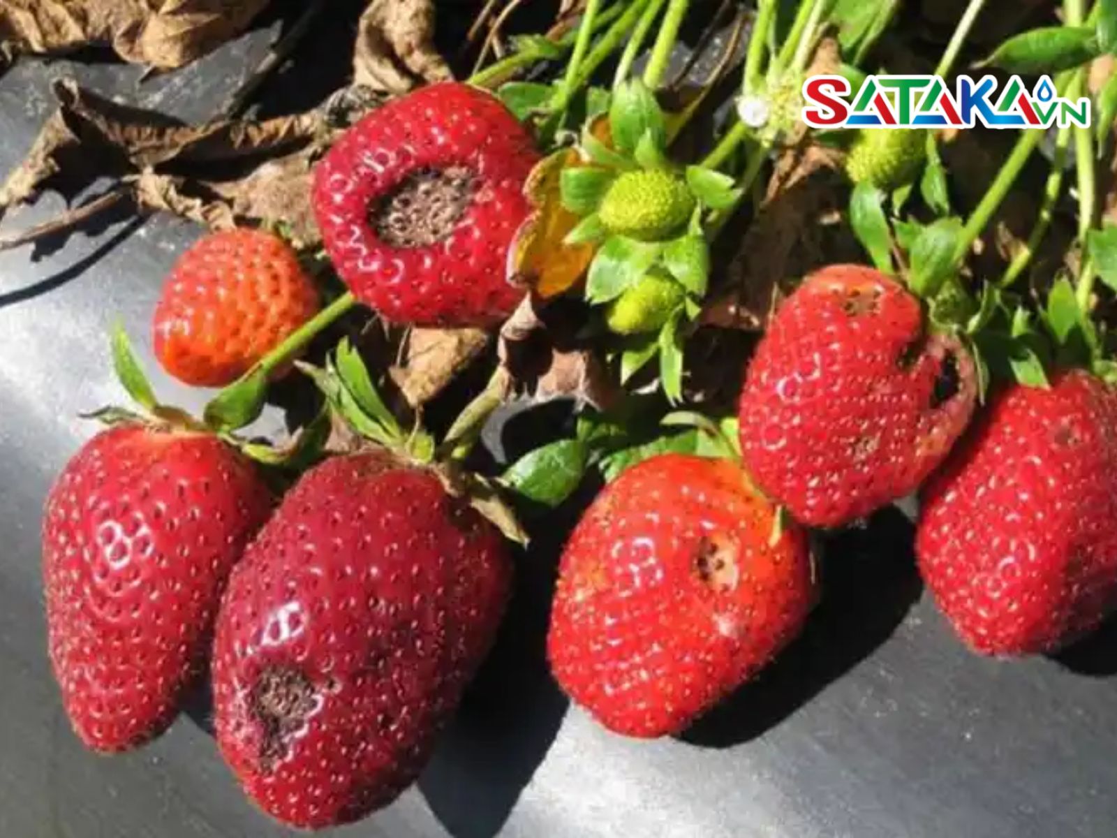 Strawberry Anthracnose Disease