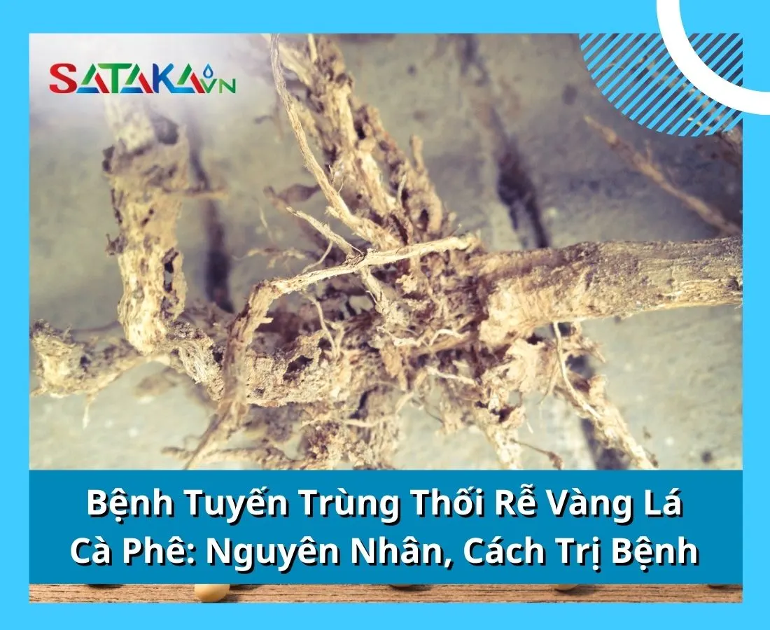 Bệnh Tuyến Trùng Thối Rễ Vàng Lá Cà Phê: Nguyên Nhân, Cách Trị Bệnh 