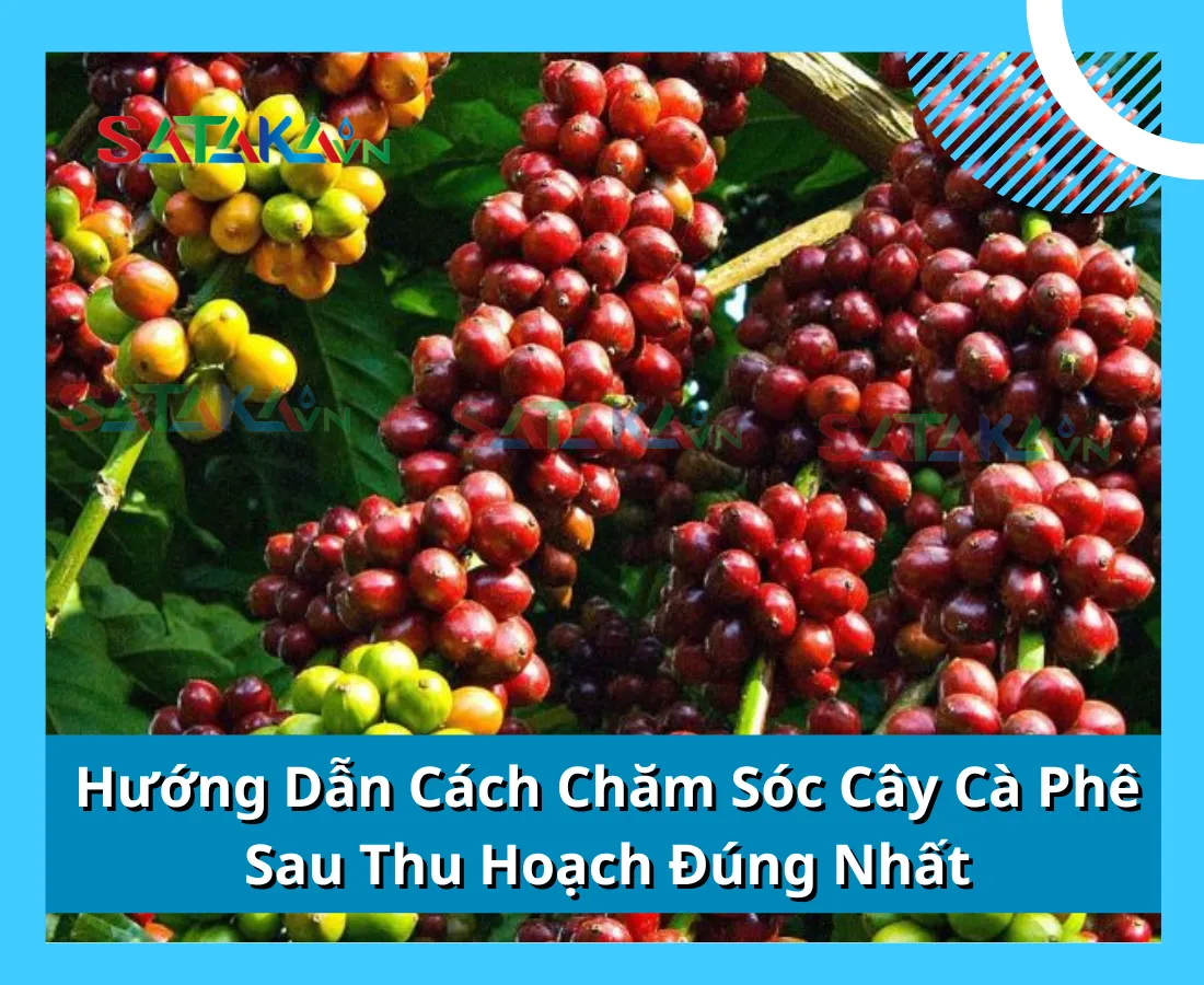 Hướng Dẫn Cách Chăm Sóc Cây Cà Phê Sau Thu Hoạch Đúng Nhất