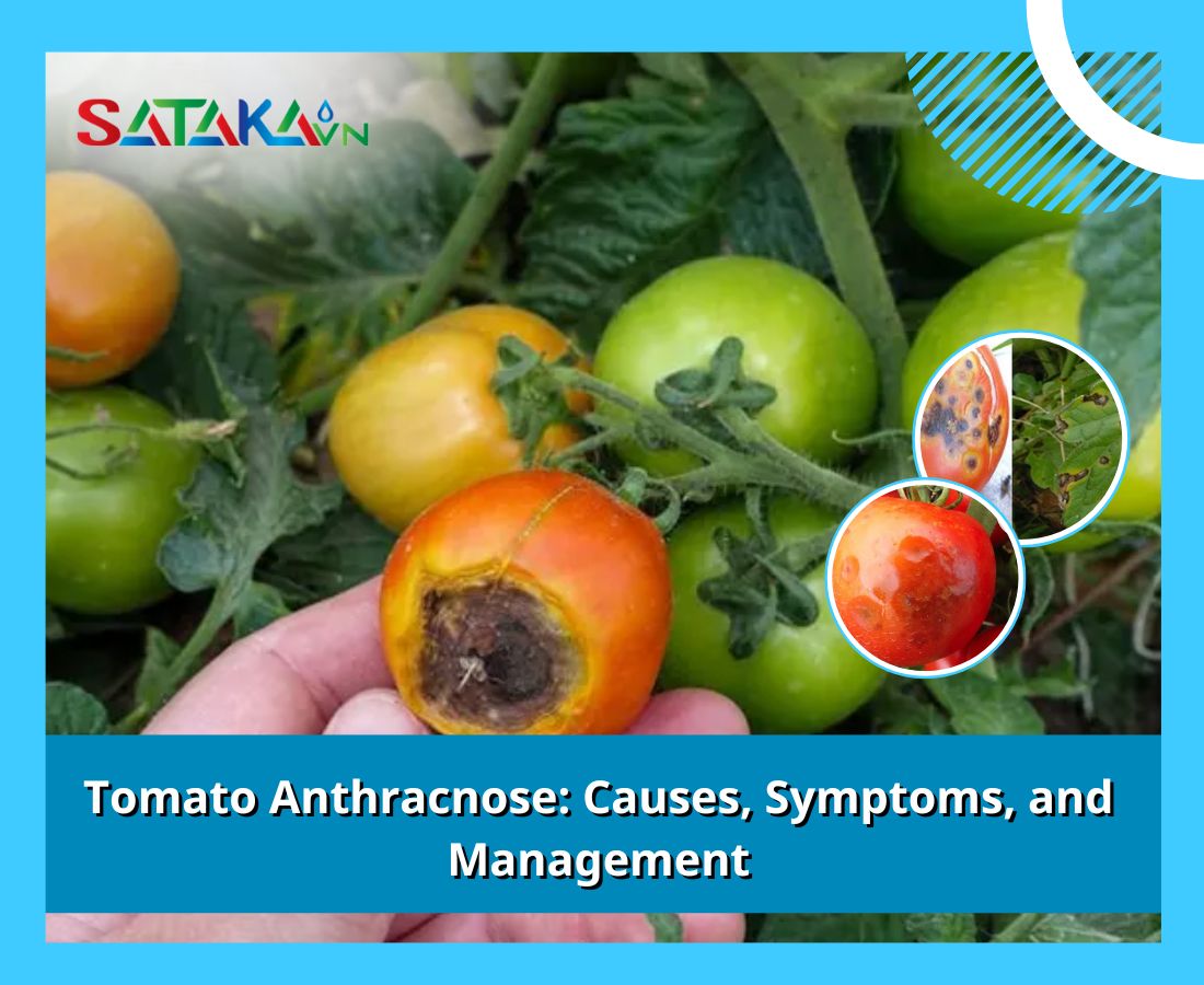 Tomato Anthracnose: Causes, Symptoms, and Management