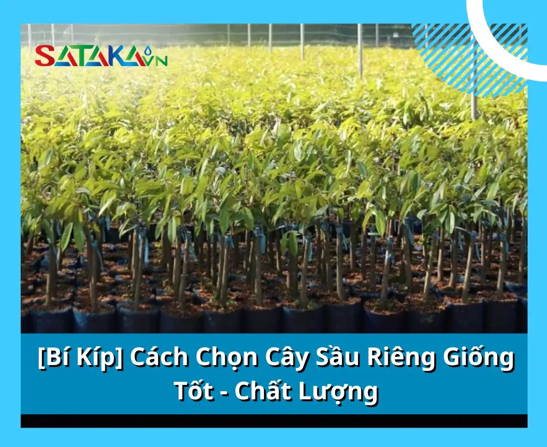 [Bí Kíp] Cách Chọn Cây Sầu Riêng Giống Tốt - Chất Lượng