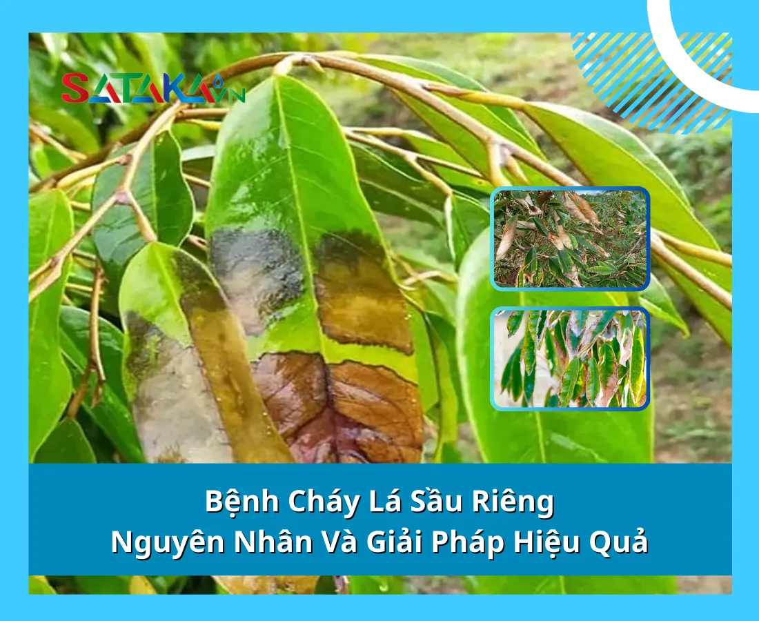 Bệnh Cháy Lá Sầu Riêng: Nguyên Nhân Và Giải Pháp Hiệu Quả