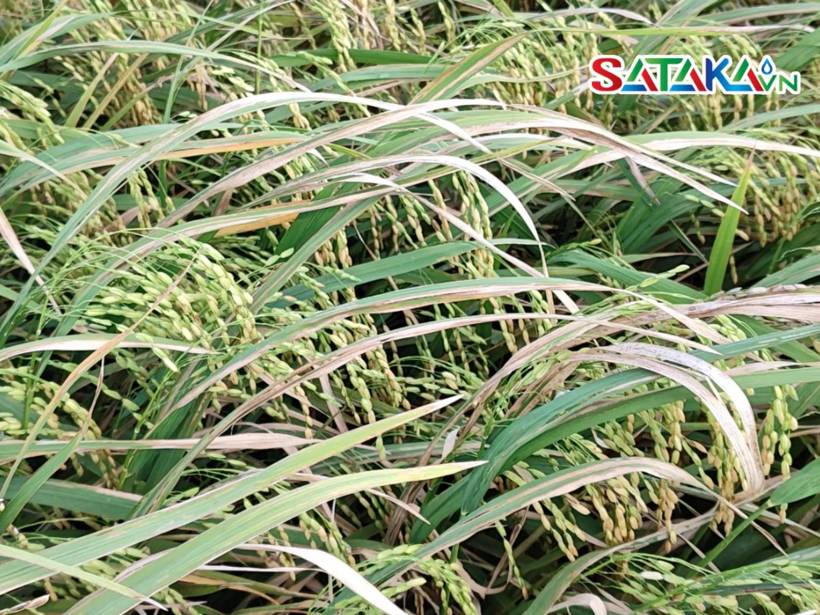 Concern about rice leaf blight
