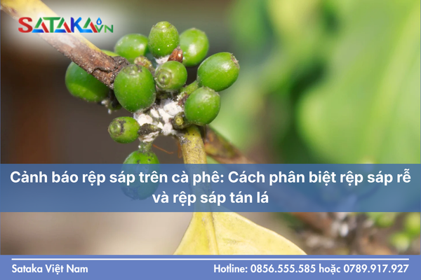 Cảnh báo rệp sáp trên cà phê: Cách phân biệt rệp sáp rễ và rệp sáp tán lá