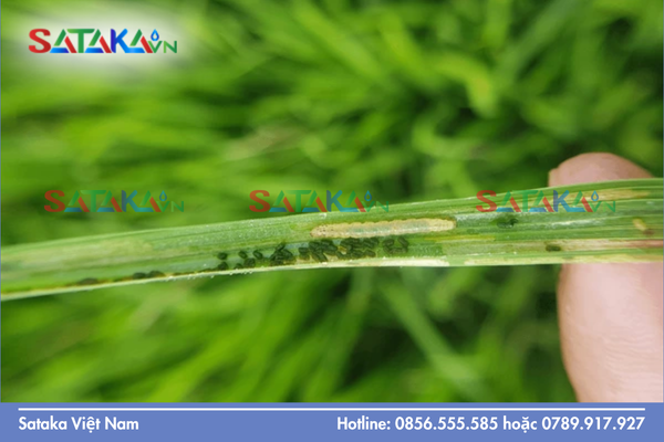 Giải pháp tối thượng để bẻ gãy tính kháng thuốc tại các vườn lớn