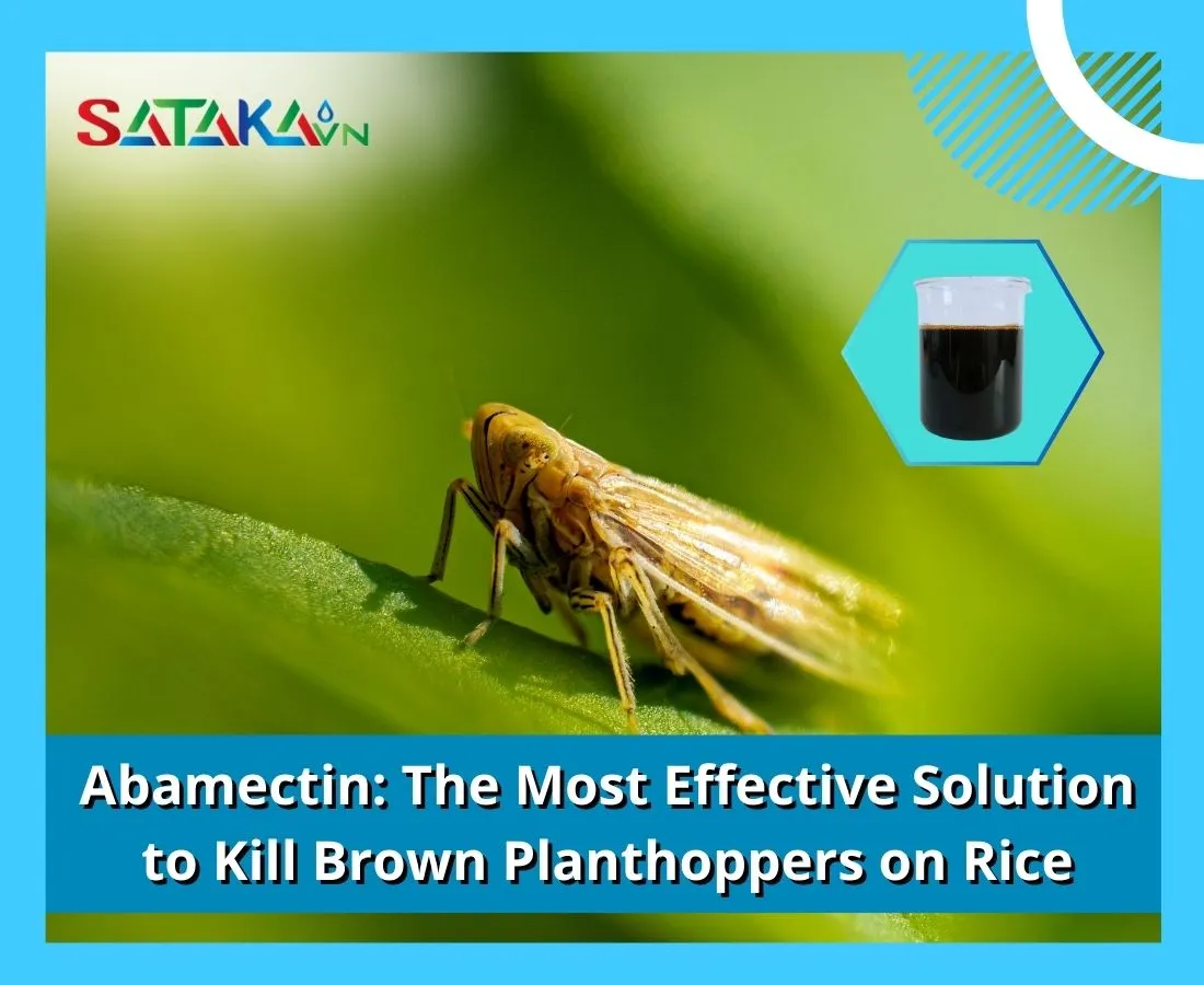 Abamectin: The Most Effective Solution to Kill Brown Planthoppers on Rice