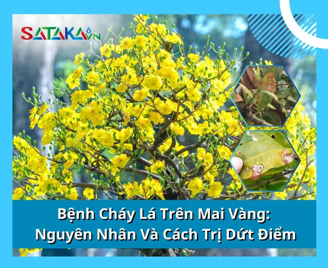 Bệnh Cháy Lá Trên Mai Vàng: Nguyên Nhân Và Cách Trị Dứt Điểm