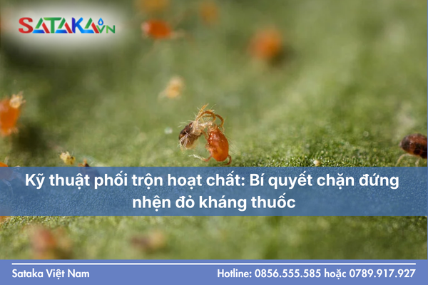 Kỹ thuật phối trộn hoạt chất: Bí quyết chặn đứng nhện đỏ kháng thuốc