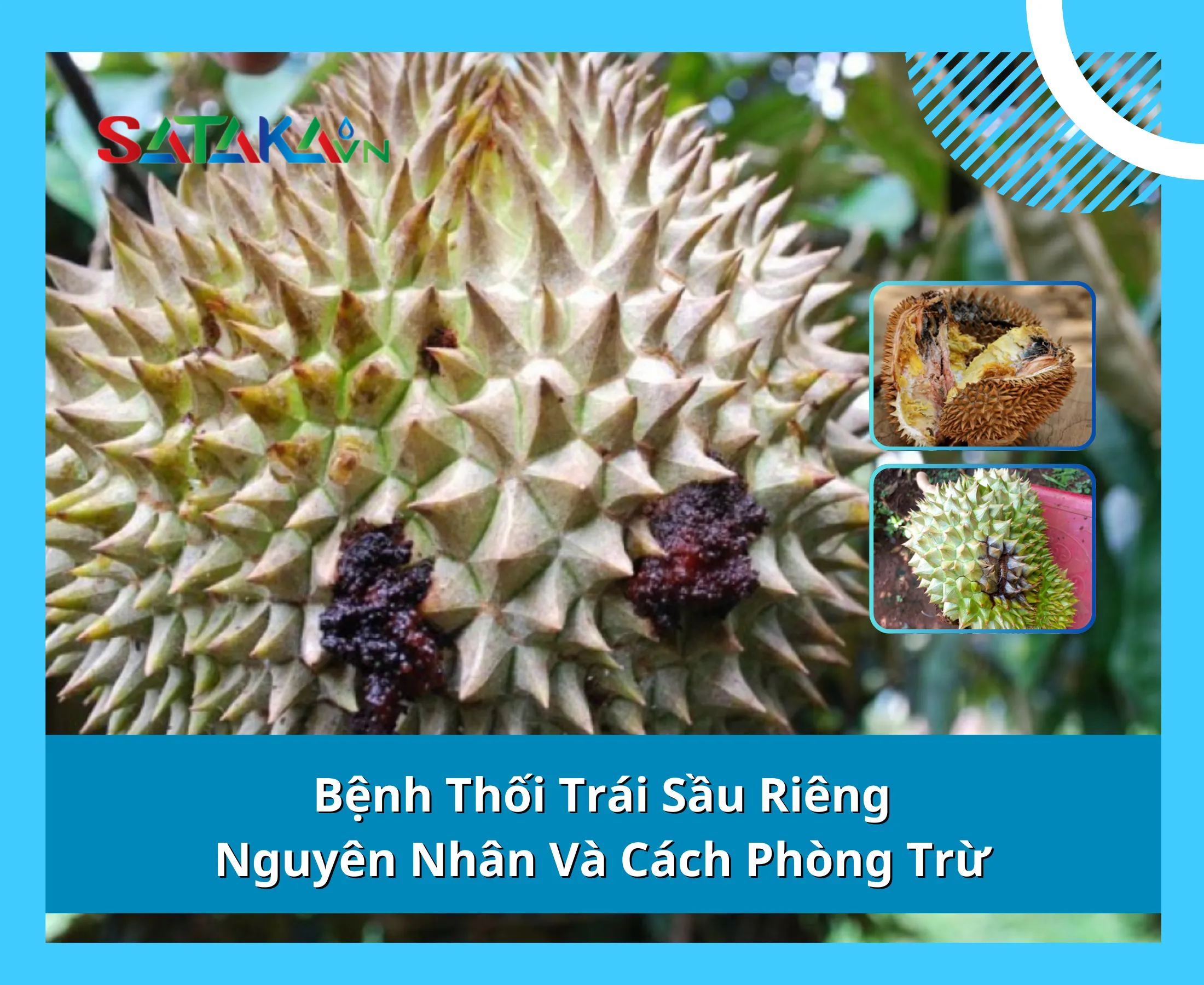 Bệnh Thối Trái Sầu Riêng: Nguyên Nhân Và Cách Phòng Trừ