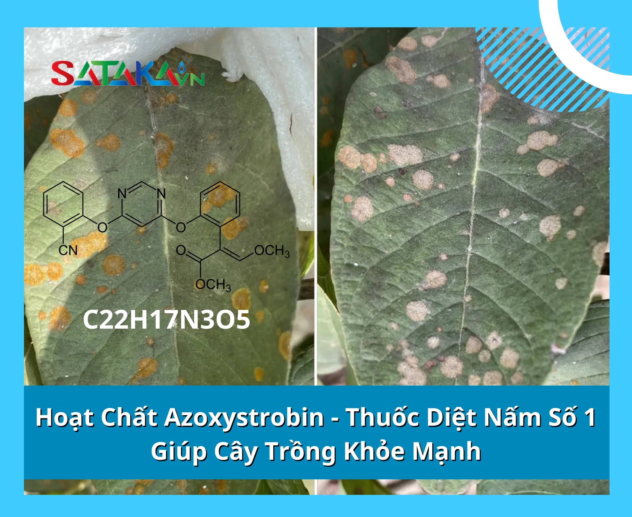 Hoạt Chất Azoxystrobin - Thuốc Diệt Nấm Số 1 Giúp Cây Trồng Khỏe Mạnh