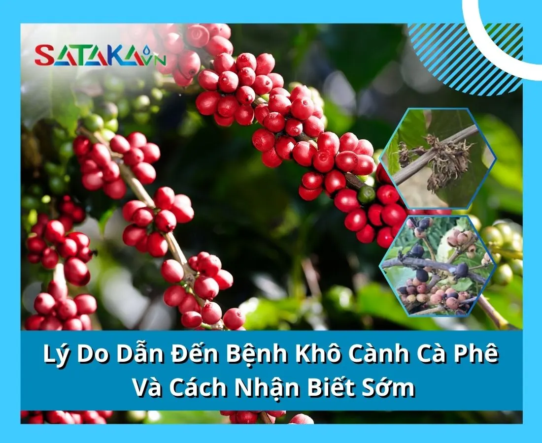 Nguyên Nhân Gây Bệnh Khô Cành Cà Phê Và Cách Nhận Biết Sớm